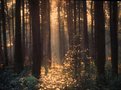 Picture Title - Forest Light