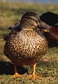 Picture Title - Duck portrait #2