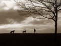 Picture Title - Silhouettes