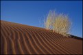 Picture Title - Rippled red dune