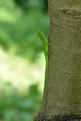 Picture Title - Green lizard