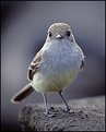 Picture Title - Galapagos Flycatcher