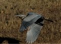 Picture Title -  Great Blue Heron