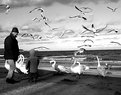 Picture Title - The Birds 1963-2004
