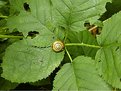 Picture Title - Snail..(just a little guy)