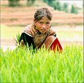 Picture Title - Bac-Ha Terraced Field 10