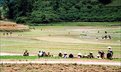 Picture Title - Bac-Ha Terraced Field 11