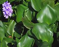 Picture Title - Eichhornia crassipes