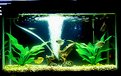 Picture Title - Aquarium