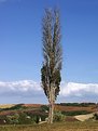 Picture Title - Lone Tree