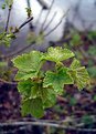 Picture Title - A blackcurrant escape