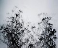 Picture Title - winter twigs II