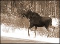 Picture Title - Moose