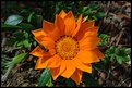 Picture Title - Flower and a bee