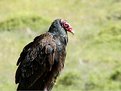 Picture Title - Turkey Vulture