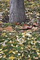 Picture Title - Classical autumn