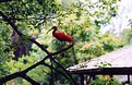 Picture Title - The Scarlet Ibis