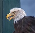 Picture Title - Eagle