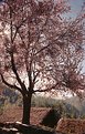 Picture Title - Prunus at Nepal