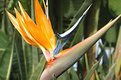 Picture Title - Another Bird in Paradise