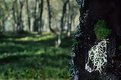 Picture Title - Lichen in Silver Birch wood