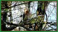 Picture Title - Red Shouldered Hawk