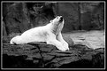 Picture Title - Polar Bear