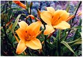 Picture Title - Daylilies