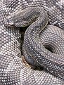 Picture Title - RattleSnake