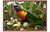 Rainbow Lorikeet