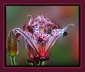 Picture Title - ToadLily, Tricyrtis maculata