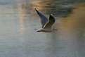 Picture Title - Flying seagull