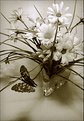 Picture Title - Flower and Butterfly II