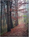 Picture Title - Rainy day in the wood