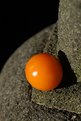 Picture Title - a tomato goes sunbathing