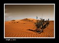Picture Title - ++ Desert Art ++