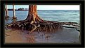 Picture Title - My Favorite Dead Tree
