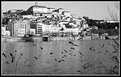 Picture Title - Gulls by the river Mondego