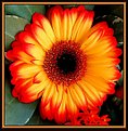 Picture Title - "Judi " Gerbera