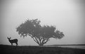 Picture Title - Silhouette in Fog