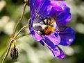 Picture Title - bumble bee on flower