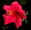 Picture Title - Red Hibiscus in the Morning