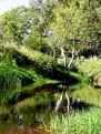 Picture Title - River Gums 2