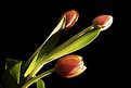 Picture Title - Three Tulips