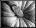 Picture Title - pumpkin