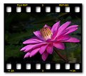 Picture Title - Pink Water Lily (Kauai)