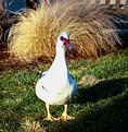 Picture Title - The duck (with hair?)