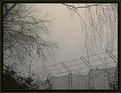 Picture Title - Fog Fence and Trees