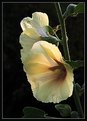 Picture Title - Hollyhock