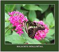 Picture Title - Malachite Swallowtail